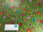 Preview: Beschichtete Baumwolle Grün Bunt Nr 658