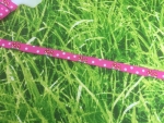Webband Rosa Bunt Nr 151
